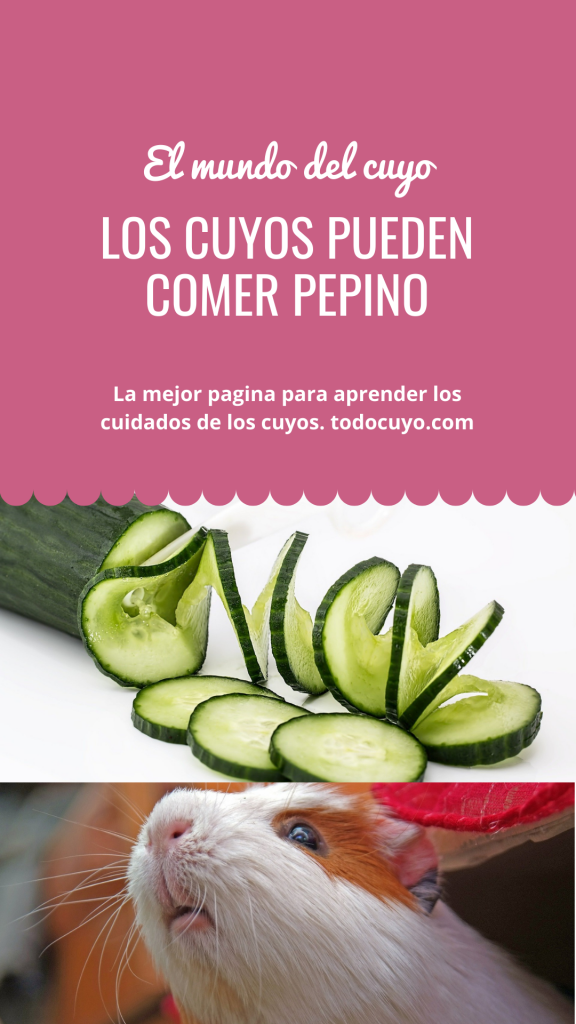 Los cuyos pueden comer pepino