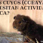 ¿Los cuyos necesitan actividad fisica?